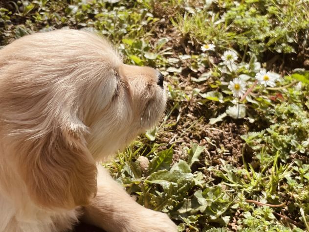 Cuccioli di Golden Retriever - Foto 3