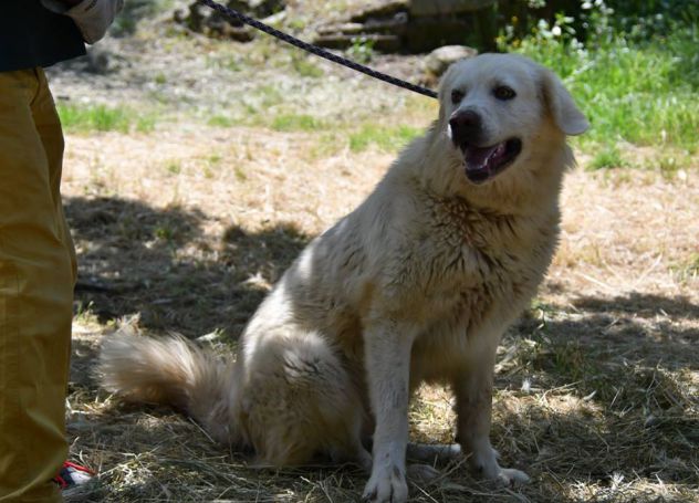 ACHILLE E SPARTACO, splendidi maremmani - Foto 8