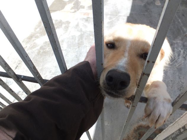 Aldino (taglia mediopiccola) - Foto 3