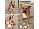 Eva una dolcissima cagnolina Amstaff cerca un casa e un amorevole famiglia