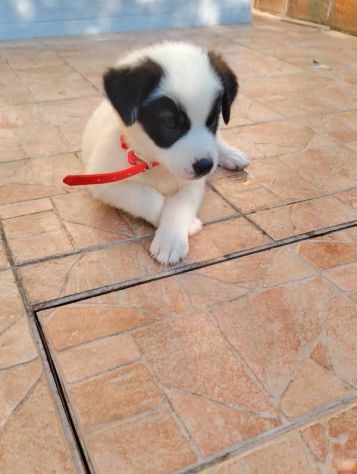 Domitilla cucciola - Foto 5