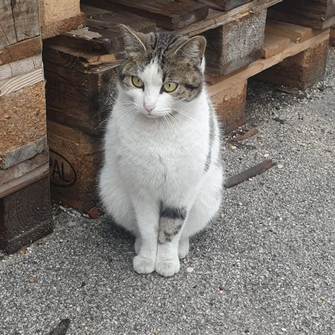 PRINCIPESSA - gattina di 2 anni - Foto 3