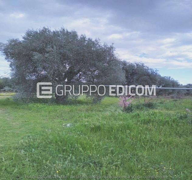 Terreno di 35921 mq in vendita a Montalbano Jonico - Rif. 4551657 - Foto 4