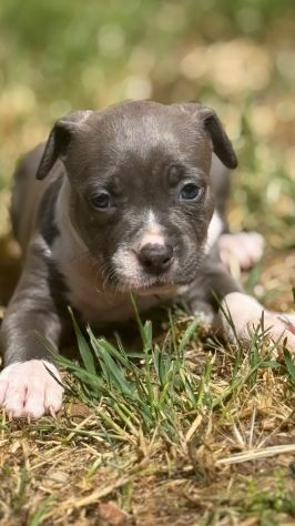 Amstaff cuccioli Blu - Foto 6