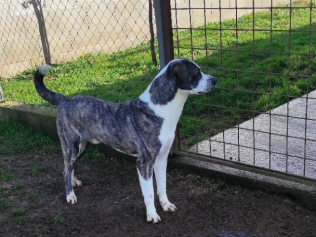 MAX CERCA ATTENZIONE, CHIEDE AMORE, CANE IN ADOZIONE TG MEDIA - Foto 5