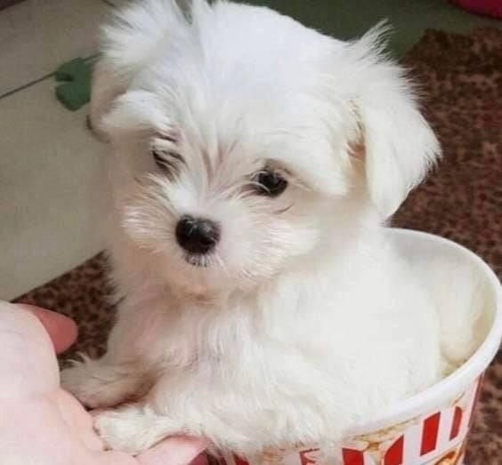 piccoli di maltese