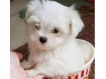 piccoli di maltese
