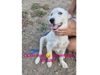 Cagnolino bianco giovane a breve in 1canilaccio!SUD