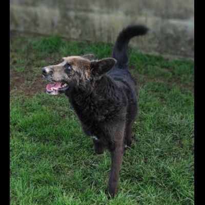 CAGNOLINO IN ADOZIONE - Foto 7