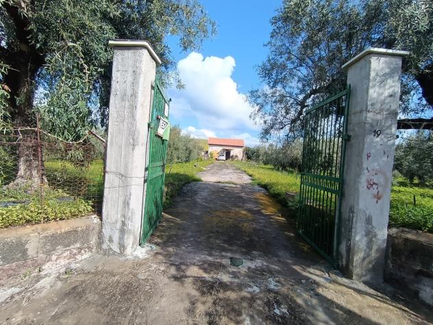 Uliveto in vendita a Paternò - Foto 2