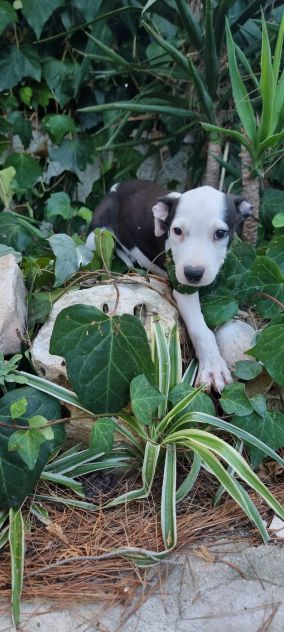 Cuccioli Allevamento Amstaff in Puglia Bari Lecce Taranto Brindisi Foggia - Foto 7
