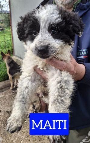 CUCCIOLI 2 MESI taglia media grande - Foto 7