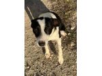 TRILLY 10 MESI 10 KG
