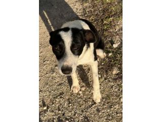 TRILLY 10 MESI 10 KG