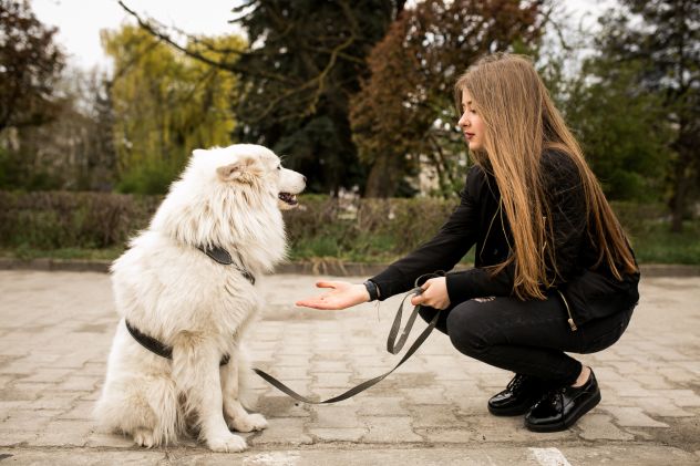 Dogsitter - Foto 2