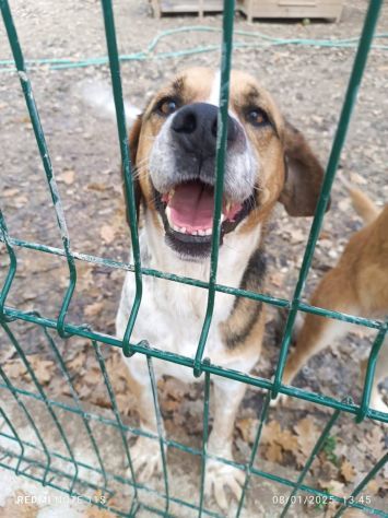 BENNY LA DOLCEZZA, CAGNOLINO IN ADOZIONE - Foto 5