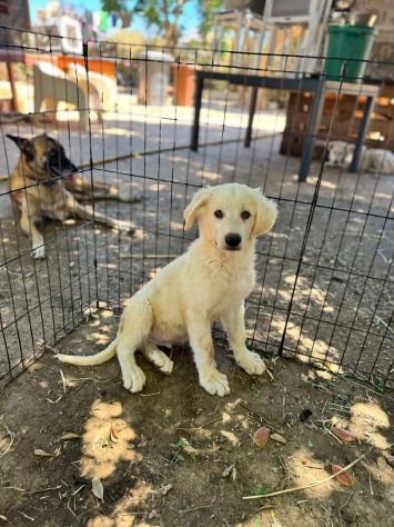 CUCCIOLI DIVERSI MA CON LO STESSO SOGNO...IN RIFUGIO AD ASPETTARE UNA FAMIGLIA ! - Foto 8