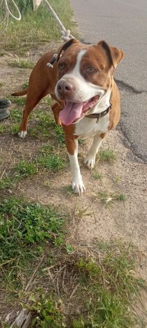 Amstaff dolcissima adulta rimasta sola in 1roulotte! SARDEGNA - Foto 2