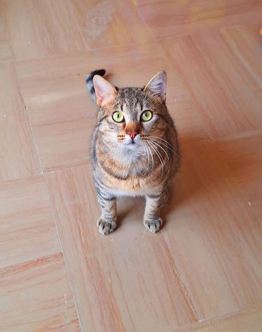 Dolcissimo gattino di soli 6 mesi - Foto 6