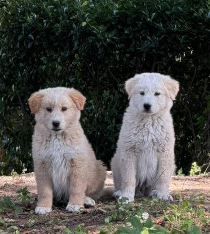 Zeus Thor Achielle cuccioli - Foto 2