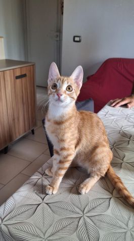 Zoe, una meravigliosa rossa - Foto 2
