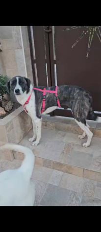 Kira: equilibrata, socievole con cani e gatti - Foto 6