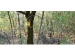 Terreno a Scansano - Maremma Toscana - 3,5 ettari