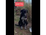 GIULIA e ODETTE una teglia per due CAGNOLINE IN ADOZIONE