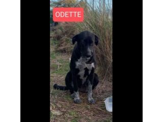 GIULIA e ODETTE una teglia per due CAGNOLINE IN ADOZIONE