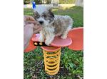 Cuccioli di Maltipoo