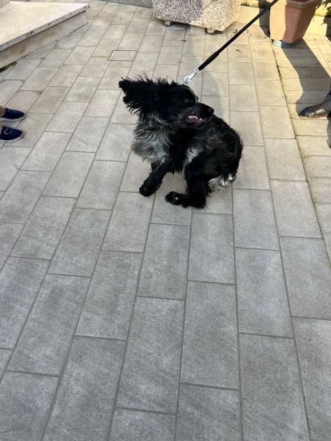 CUCCIOLO DI SPRINGER SPANIEL - Foto 3