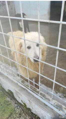 CANE DA ADOTTARE - Foto 2