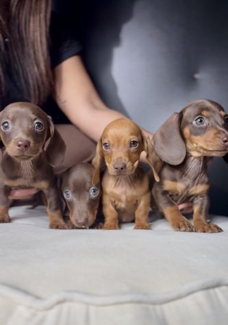 BASSOTTO NANO TEDESCO CUCCIOLATA ITALIANA - bassotti nani - Pag. agevolato - Foto 3
