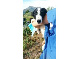 Golia cucciolo mix pastore australiano border collie