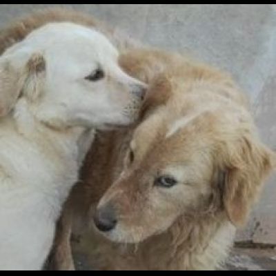 MAVI DOLCE E DISCRETA CAGNOLINA IN ADOZIONE - Foto 2