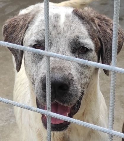 JAGO ADORABILE TENERONE: CANE IN ADOZIONE