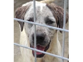 JAGO ADORABILE TENERONE: CANE IN ADOZIONE