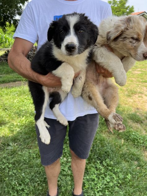 Cuccioli di Border Collie (solo maschietti) - Foto 2