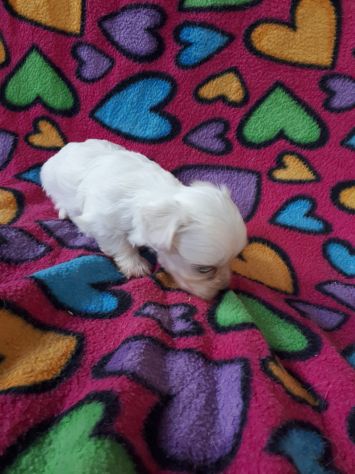 Cuccioli razza Maltese in offerta - Foto 6