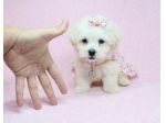 maltese cuccioli