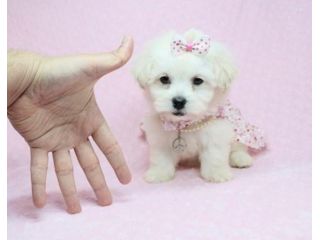 maltese cuccioli