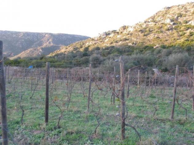Immobile in asta di 3588 m² in vendita a Ilbono - Foto 6
