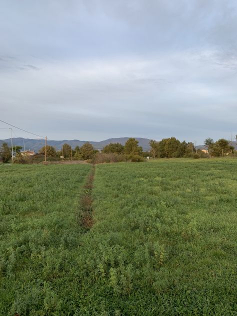 vendesi terreno agricolo - Foto 6