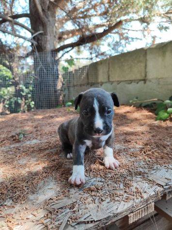 Cucciola Amstaff Tigrato Bianco con pedigree