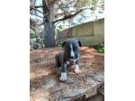 Cucciola Amstaff Tigrato Bianco con pedigree