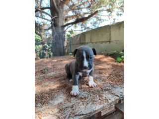 Cucciola Amstaff Tigrato Bianco con pedigree