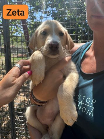 CUCCIOLI IN ADOZIONE - Foto 3