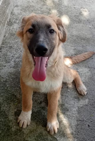 Tonino cucciolo