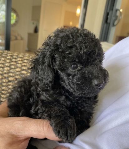 BARBONCINO TOY - BARBONCINI NANI NERI CUCCIOLI- da 60 euro al mese - Foto 3