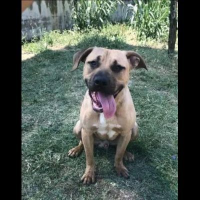 OTIS MENDICANTE DI CAREZZE CANE IN ADOZIONE - Foto 3